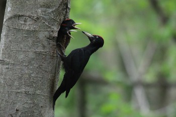 Black Woodpecker Tomakomai Experimental Forest Sat, 6/15/2019