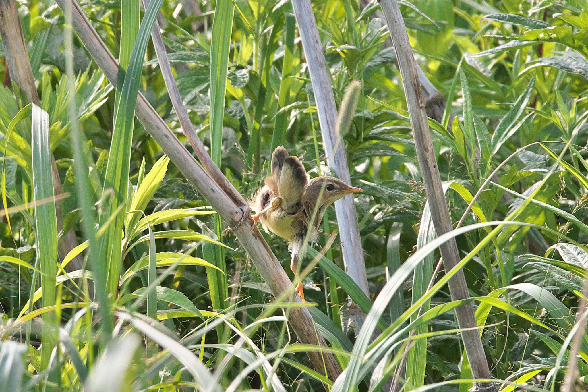 コヨシキリ