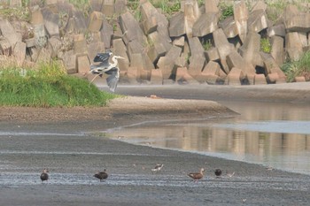 アオサギ 星が浦川 2019年7月25日(木)