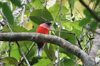 バラムネキヌバネドリ ラジャ・シカチュナ国立公園 2019年7月19日(金)