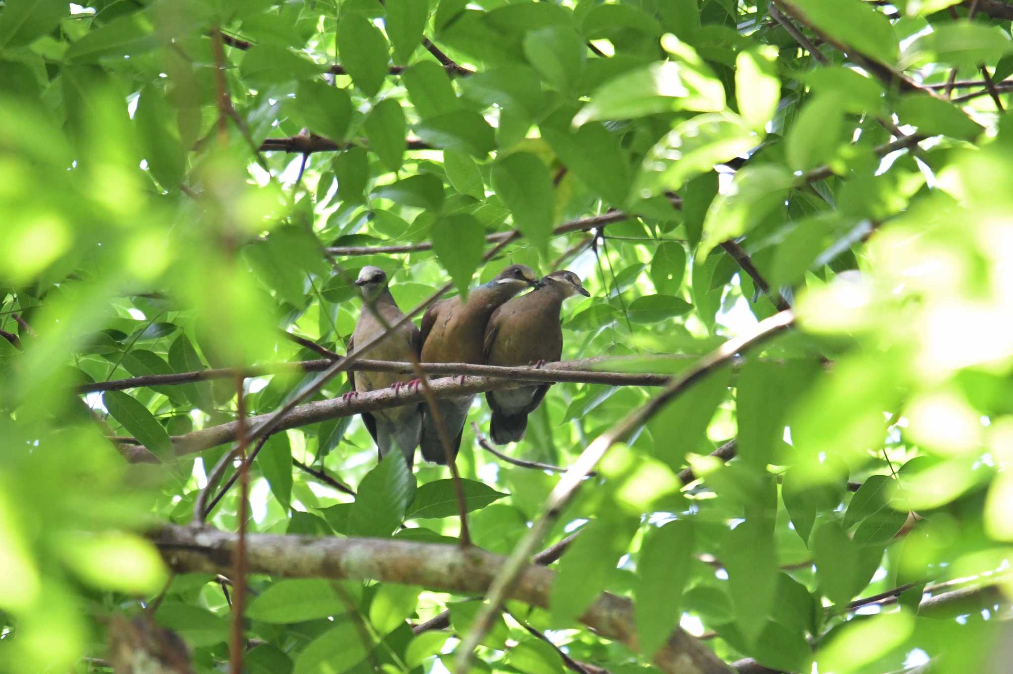 Photo of White-eared Brown Dove at Raja Sikatuna National Park by あひる