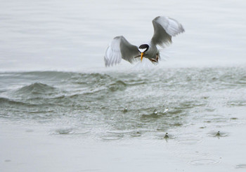 Little Tern Isanuma Mon, 7/15/2019