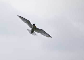 Little Tern Isanuma Mon, 7/15/2019