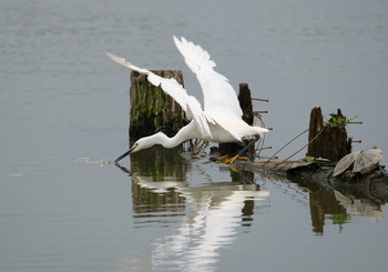 Little Egret Isanuma Mon, 7/15/2019