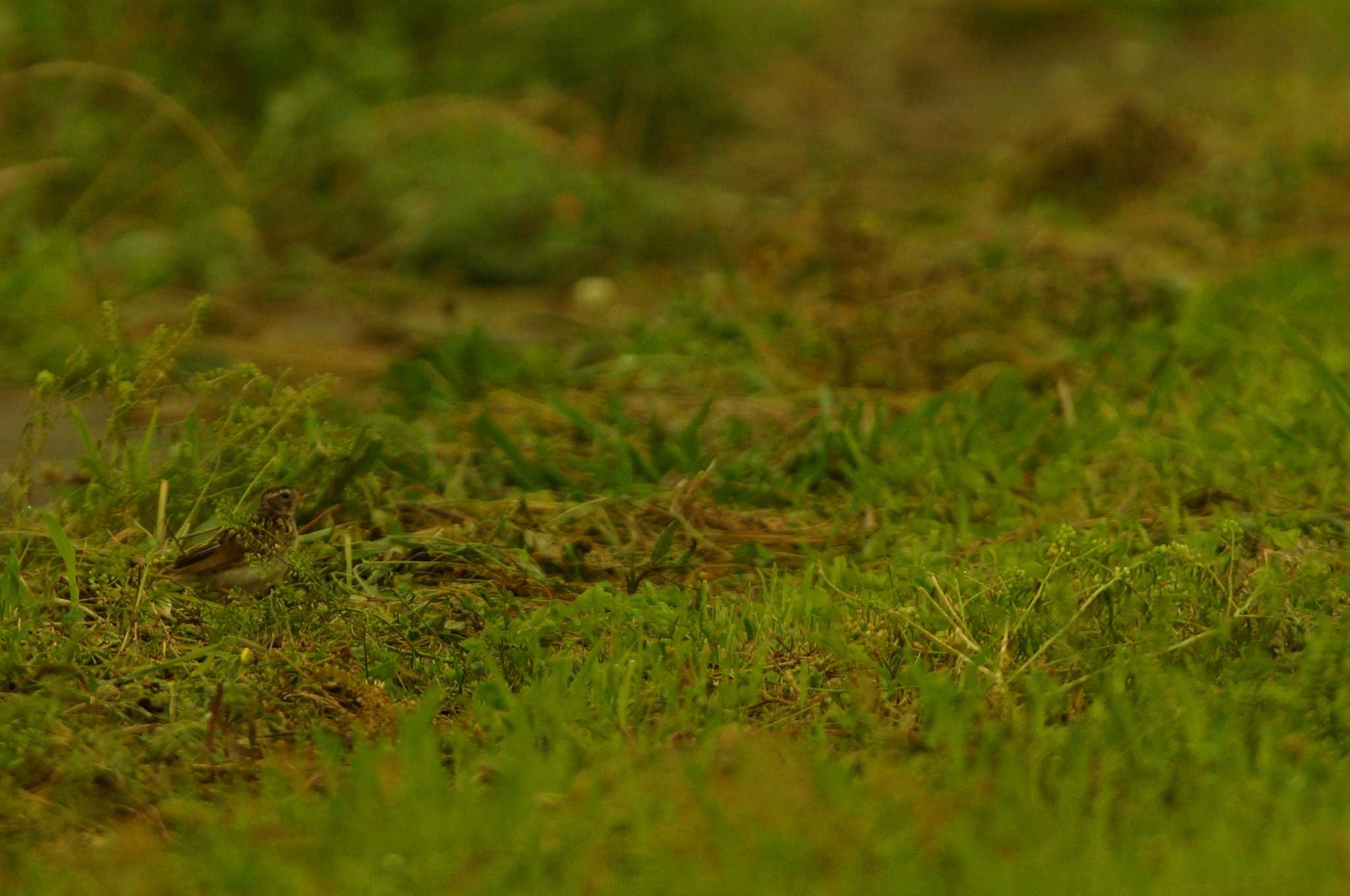 Photo of Eurasian Skylark at 浮島ヶ原自然公園 by bea