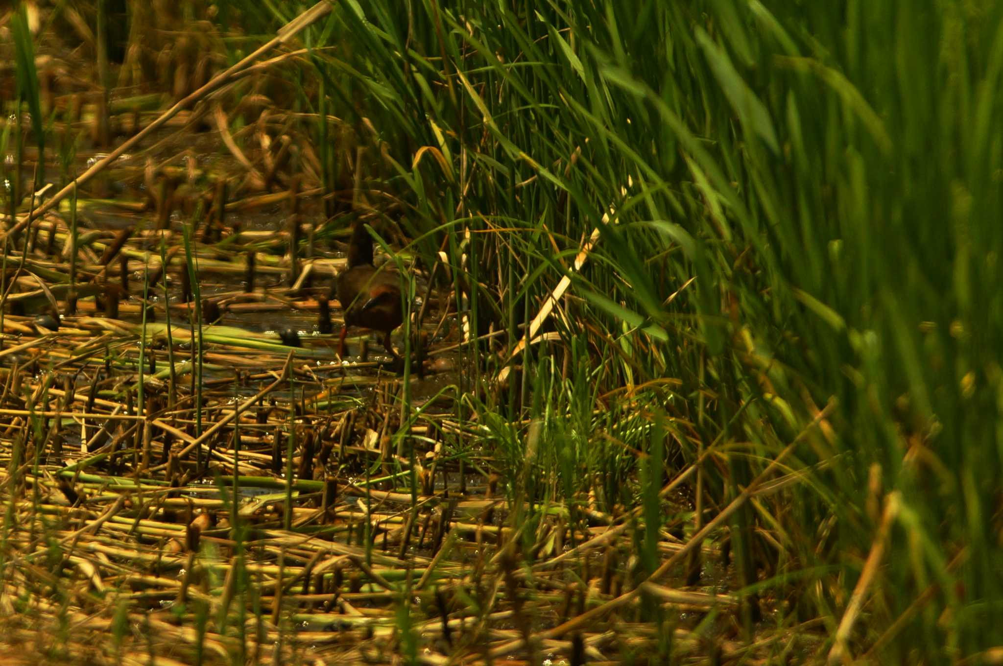 Ruddy-breasted Crake