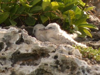 Black-naped Tern Yoron Island Thu, 7/25/2019