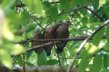 White-eared Brown Dove Raja Sikatuna National Park Thu, 7/18/2019