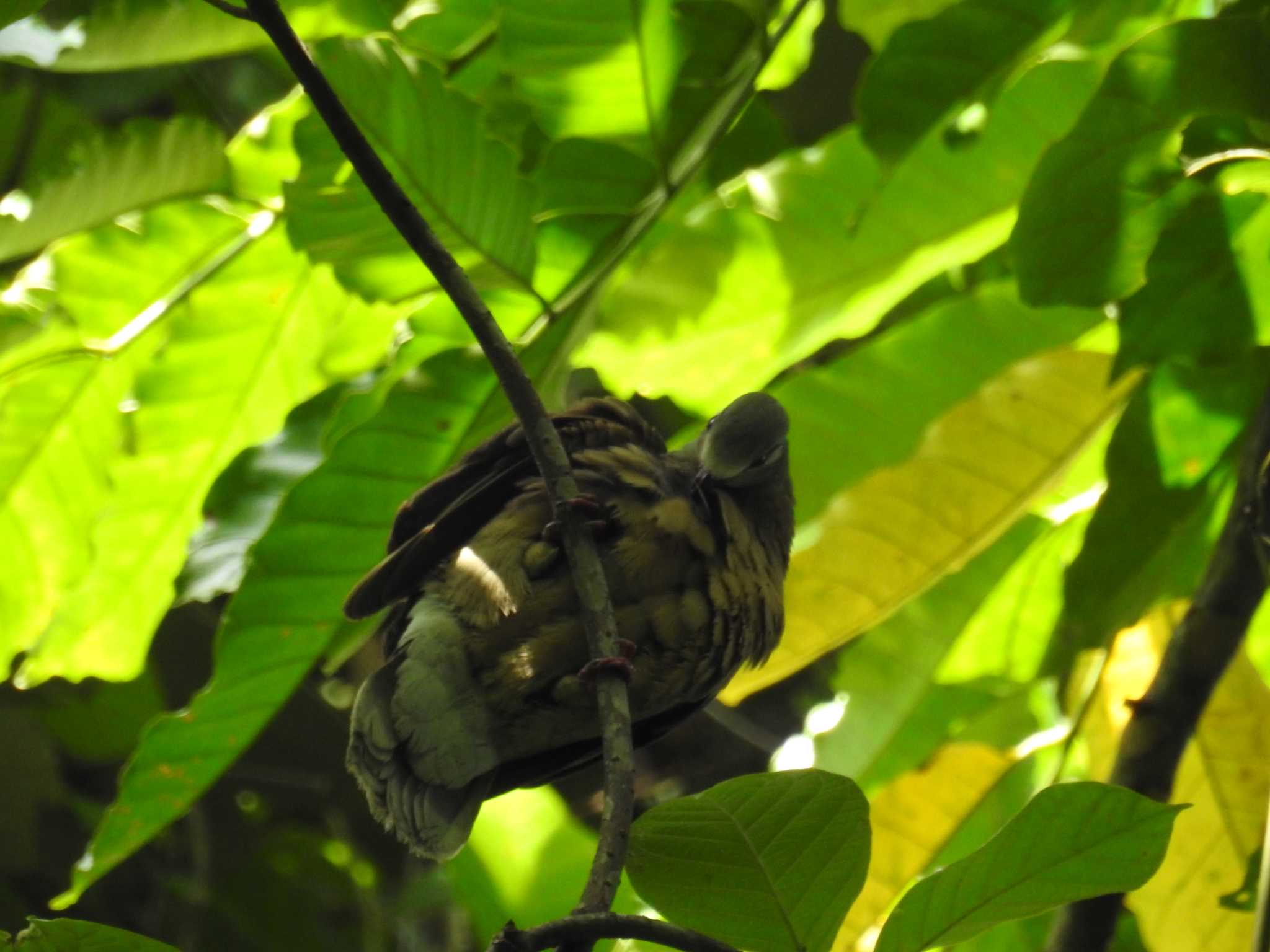 Photo of White-eared Brown Dove at フィリピン　ボホール by でみこ