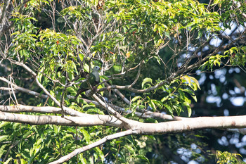 Black-chinned Fruit Dove Bilar Mon, 7/22/2019