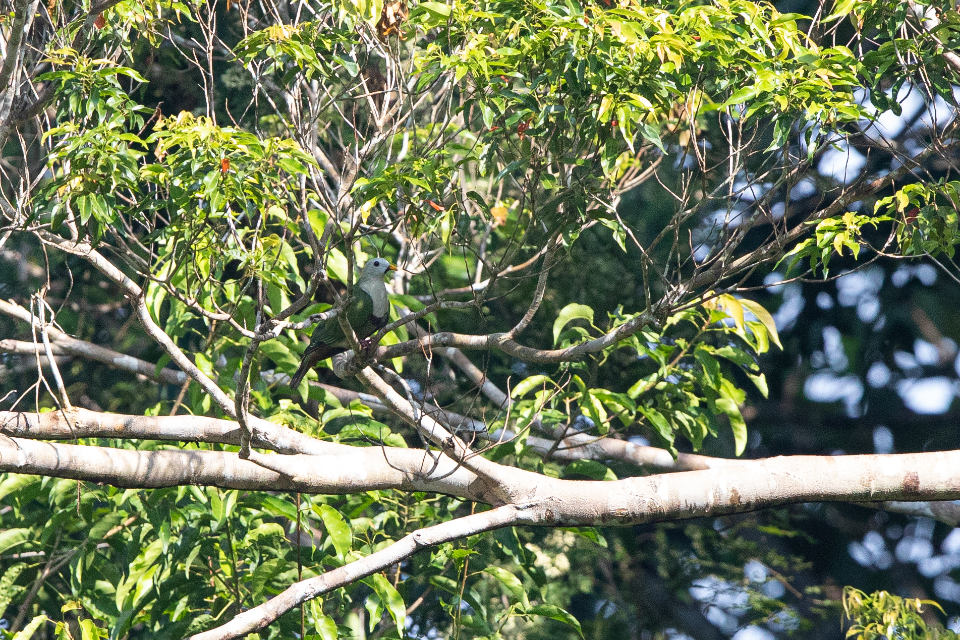 Black-chinned Fruit Dove