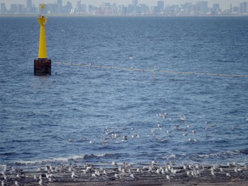 Black-tailed Gull 海ほたる Fri, 7/26/2019