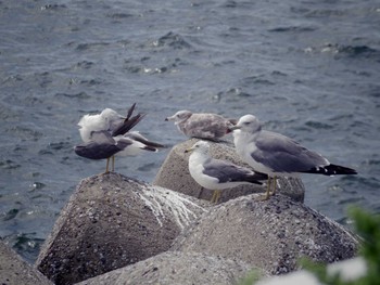 Black-tailed Gull 海ほたる Fri, 7/26/2019