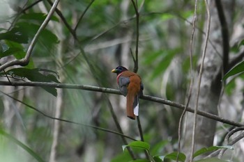 Philippine Trogon Raja Sikatuna National Park Fri, 7/19/2019