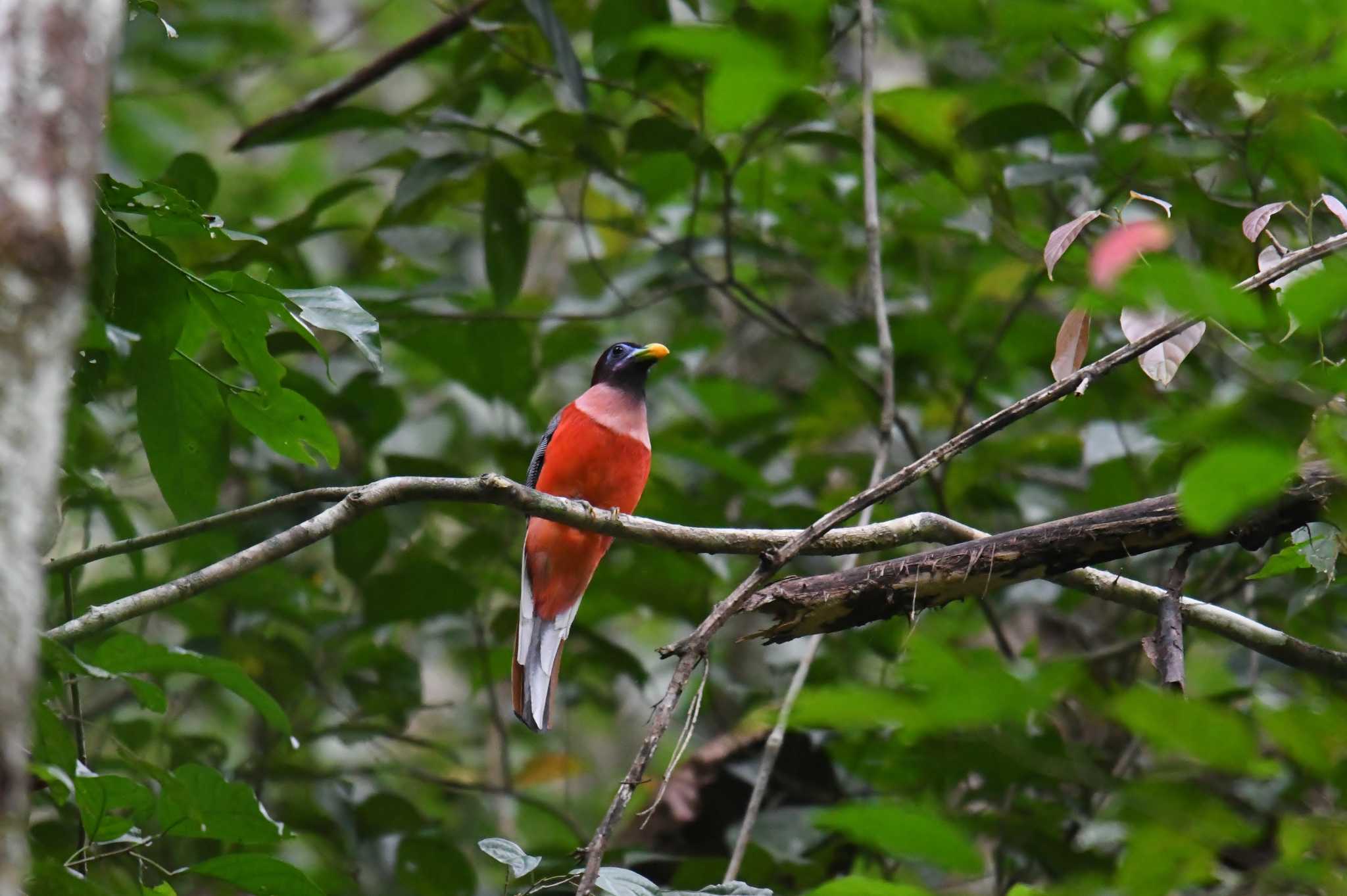 Philippine Trogon