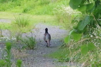 Green Pheasant 羽村市宮ノ下運動公園 Fri, 7/26/2019