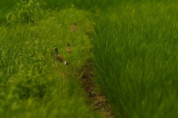 ケリ 浮島ヶ原自然公園 2019年7月17日(水)