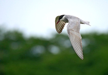 Whiskered Tern Isanuma Mon, 7/15/2019