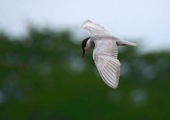 Whiskered Tern Isanuma Mon, 7/15/2019