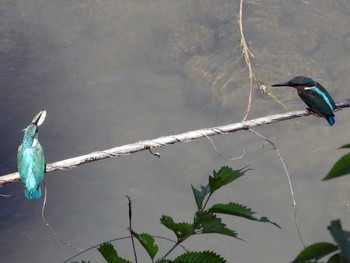 Common Kingfisher 稲城 Sat, 7/27/2019