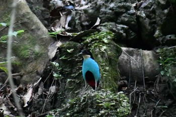 Azure-breasted Pitta フィリピン　ボホール Fri, 7/19/2019