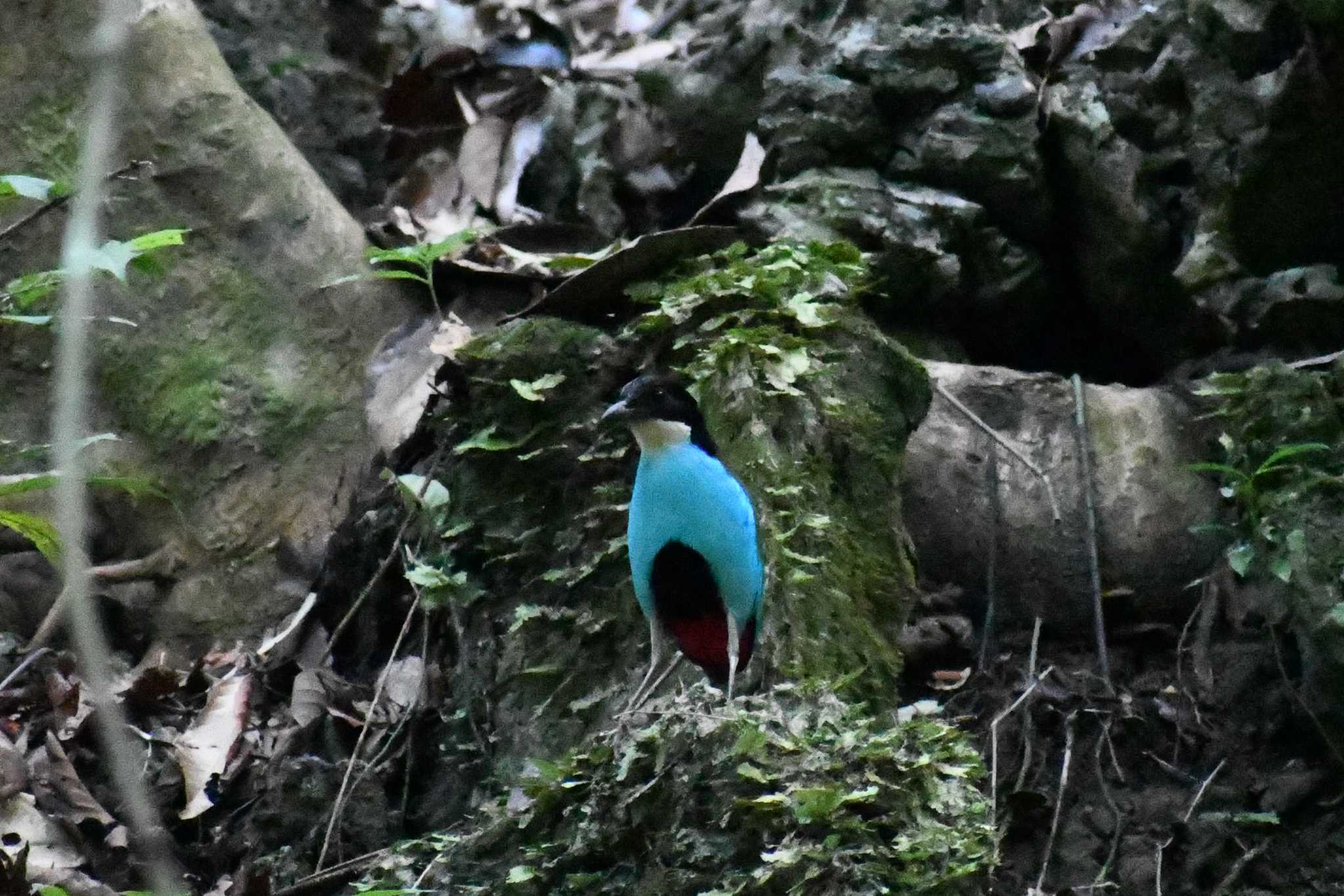 Azure-breasted Pitta