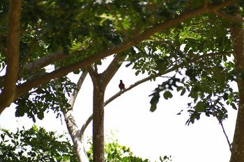 ムネアカタイヨウチョウ フィリピン　ボホール 2019年7月19日(金)