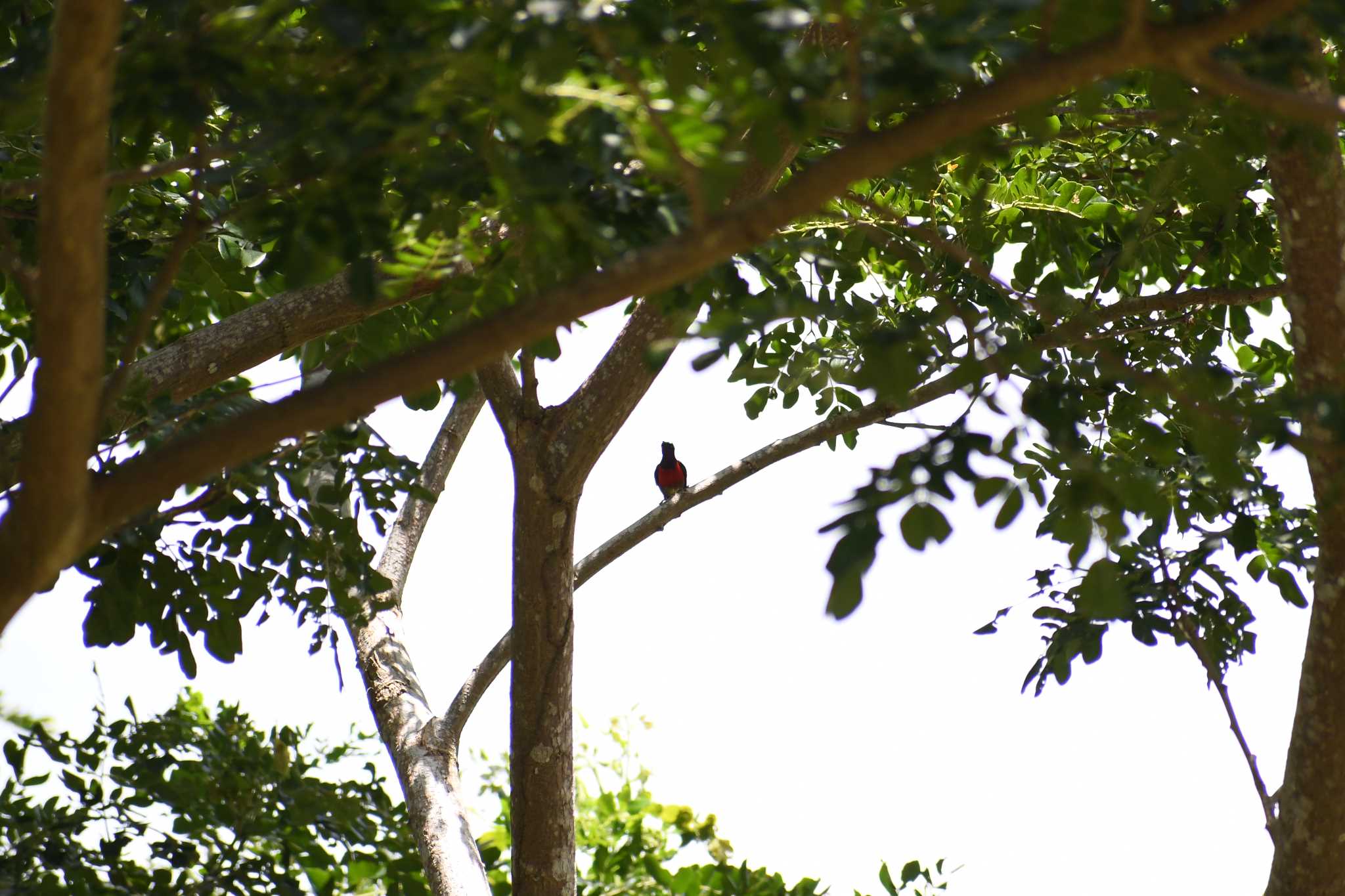 Photo of Purple-throated Sunbird at フィリピン　ボホール by でみこ