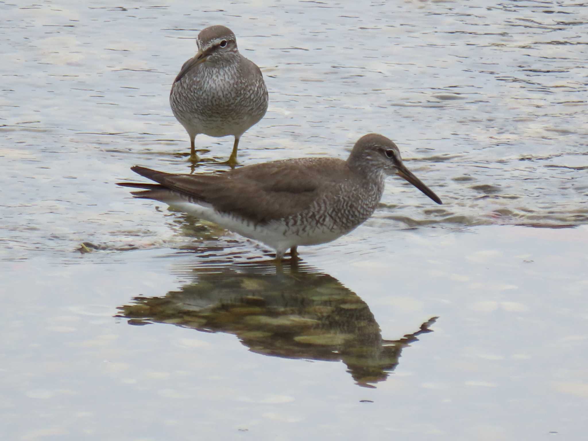 Photo of Grey-tailed Tattler at Yatsu-higata by 38