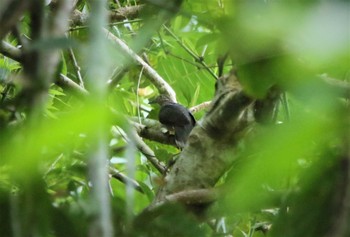 Amethyst Brown Dove ボホール Sun, 7/21/2019