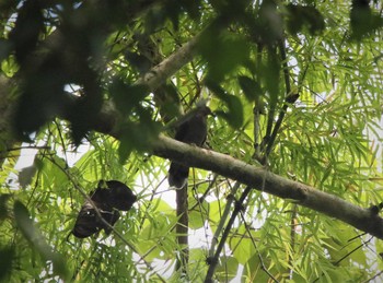 Amethyst Brown Dove ボホール Sun, 7/21/2019