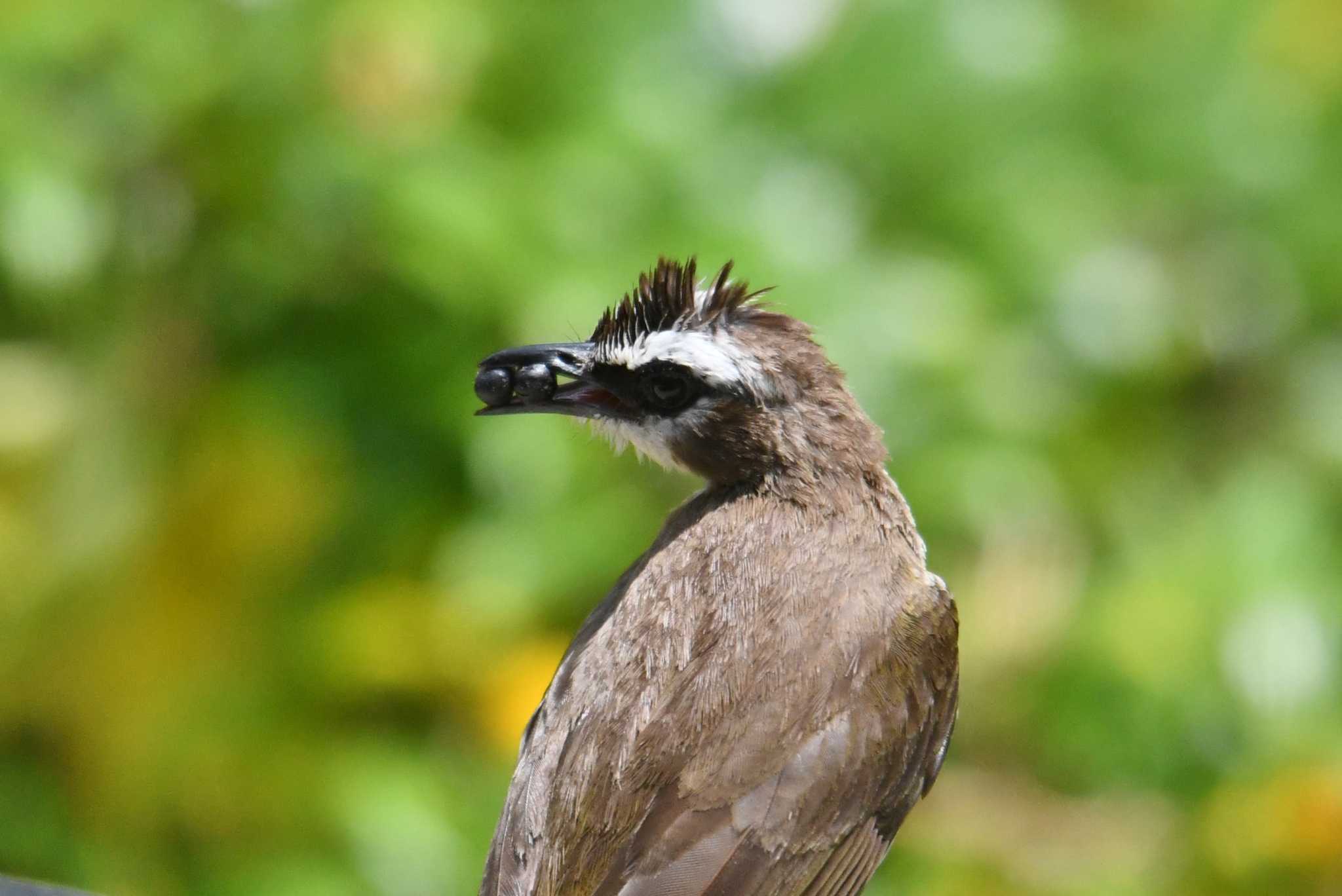 Photo of Yellow-vented Bulbul at Villa Del Carmen Bed And Breakfast by あひる