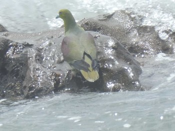 アオバト 大磯照ヶ崎海岸 2019年7月27日(土)