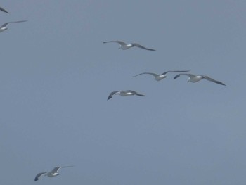 ウミネコ 大磯照ヶ崎海岸 2019年7月27日(土)