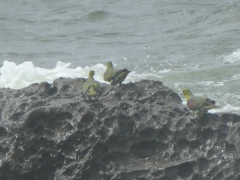 アオバト 大磯照ヶ崎海岸 2019年7月27日(土)