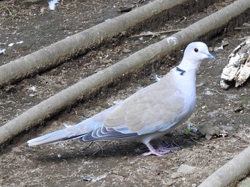 シラコバト 大宮公園野鳥園 2019年7月24日(水)