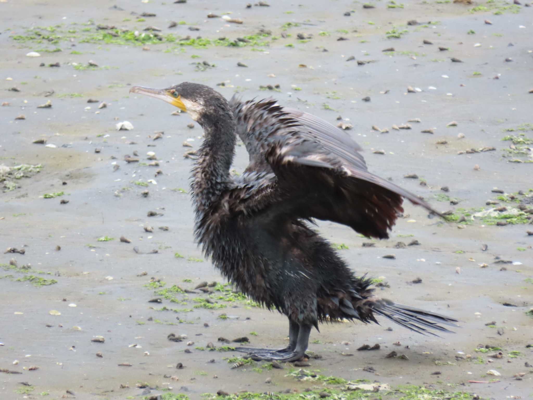 Photo of Great Cormorant at Yatsu-higata by 38