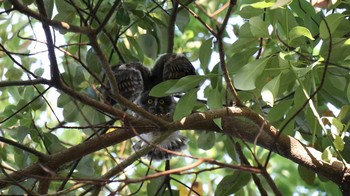 2019年7月27日(土) 平塚の野鳥観察記録