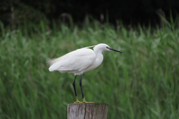 コサギ 葛西臨海公園 2019年7月27日(土)