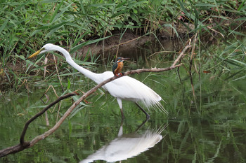 チュウサギ 葛西臨海公園 2019年7月27日(土)