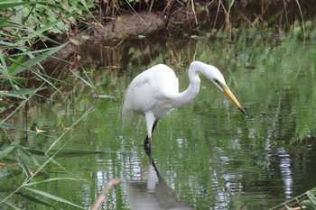 チュウサギ 葛西臨海公園 2019年7月27日(土)