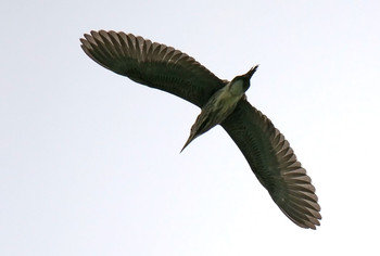 Black-crowned Night Heron Isanuma Mon, 7/15/2019