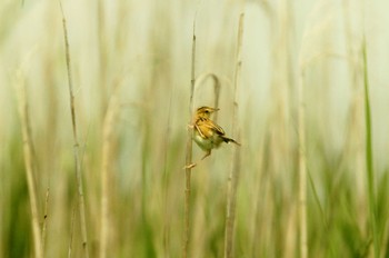 Zitting Cisticola 浮島ヶ原自然公園 Wed, 7/17/2019