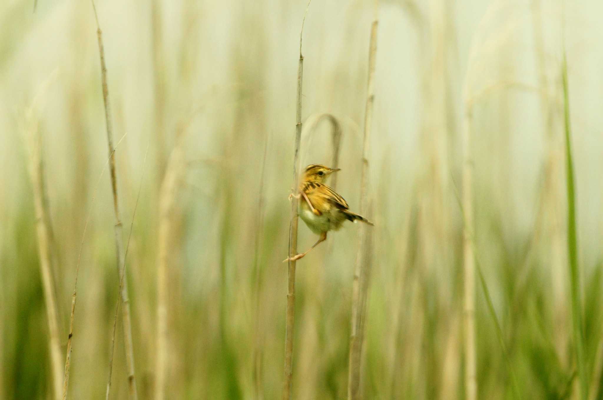 Photo of Zitting Cisticola at 浮島ヶ原自然公園 by bea