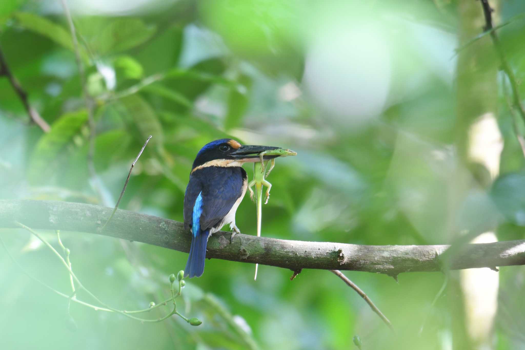 Photo of Winchell's Kingfisher at Bohol Biodiversity Complex by あひる