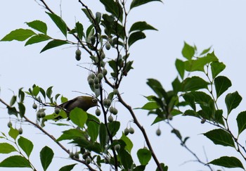 2019年7月21日(日) 東京港野鳥公園の野鳥観察記録