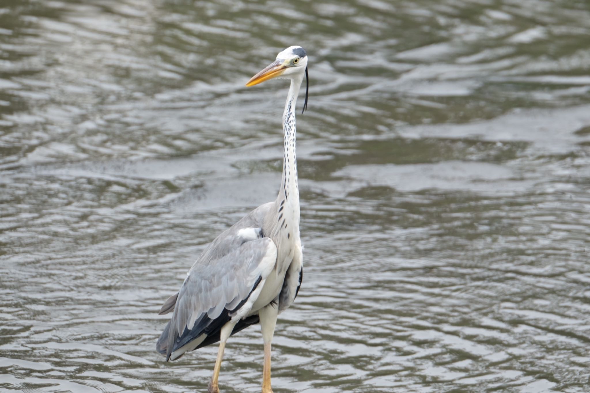 Photo of Grey Heron at Tokyo Port Wild Bird Park by toru