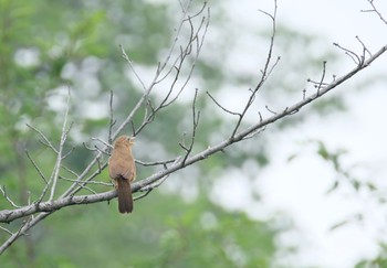 2019年7月21日(日) 三ツ池公園(横浜市鶴見区)の野鳥観察記録