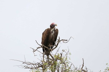 Lappet-faced Vulture Kapama Private Game Reserve (South Africa) Sun, 4/28/2019