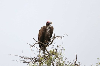 ミミヒダハゲワシ Kapama Private Game Reserve (South Africa) 2019年4月28日(日)